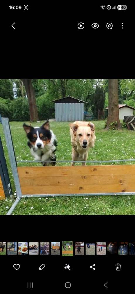 Hundetreffen-Hundesport-Profilbild