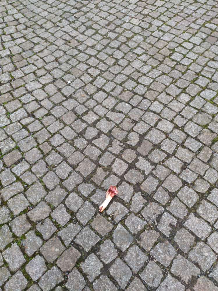 Giftköder-Knochen-Profilbild