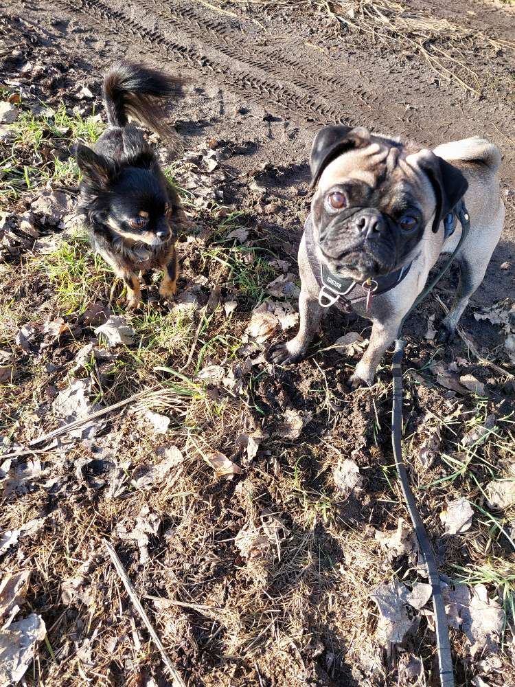 Hundetreffen-Gassi-Gruppe kleine Hunde-Profilbild