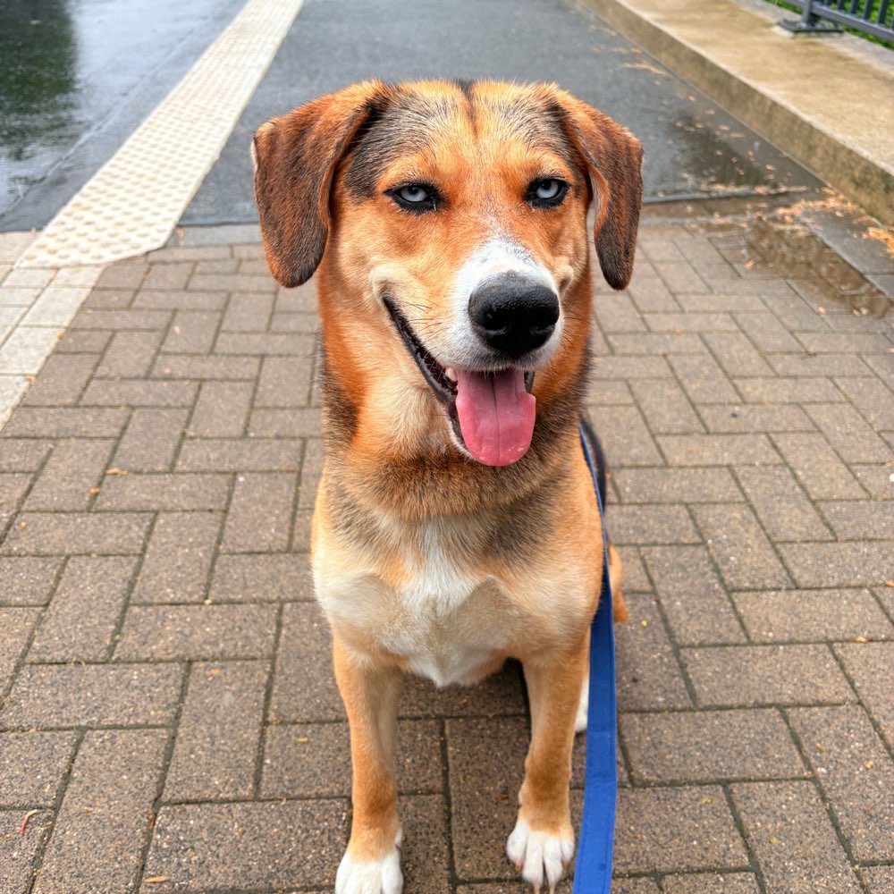 Hundetreffen-Spielkameraden aber auch zum trainieren.-Profilbild