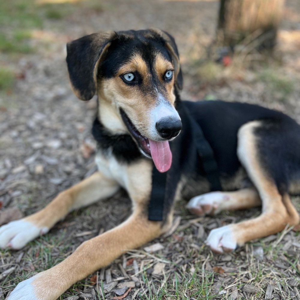 Hundetreffen-Welpentreff-Profilbild