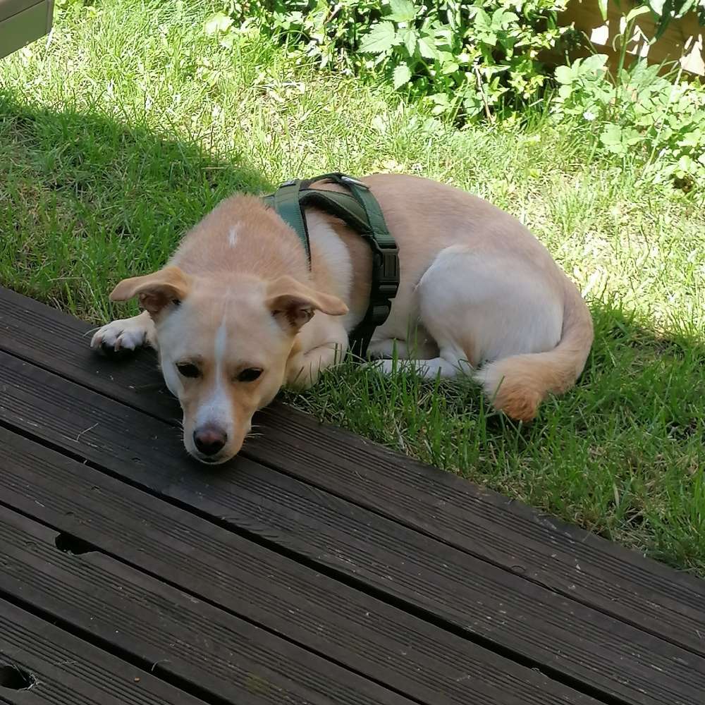 Hundetreffen-Social Walk Duisburg-Profilbild