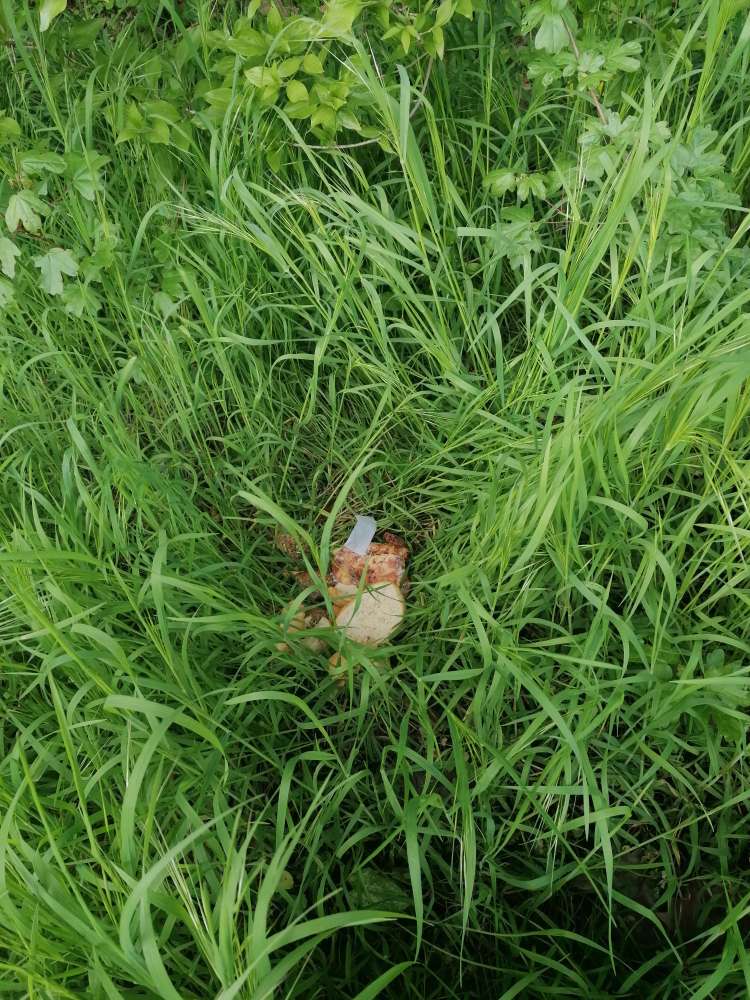 Giftköder-Möglicher Giftköder im Biegerpark-Profilbild