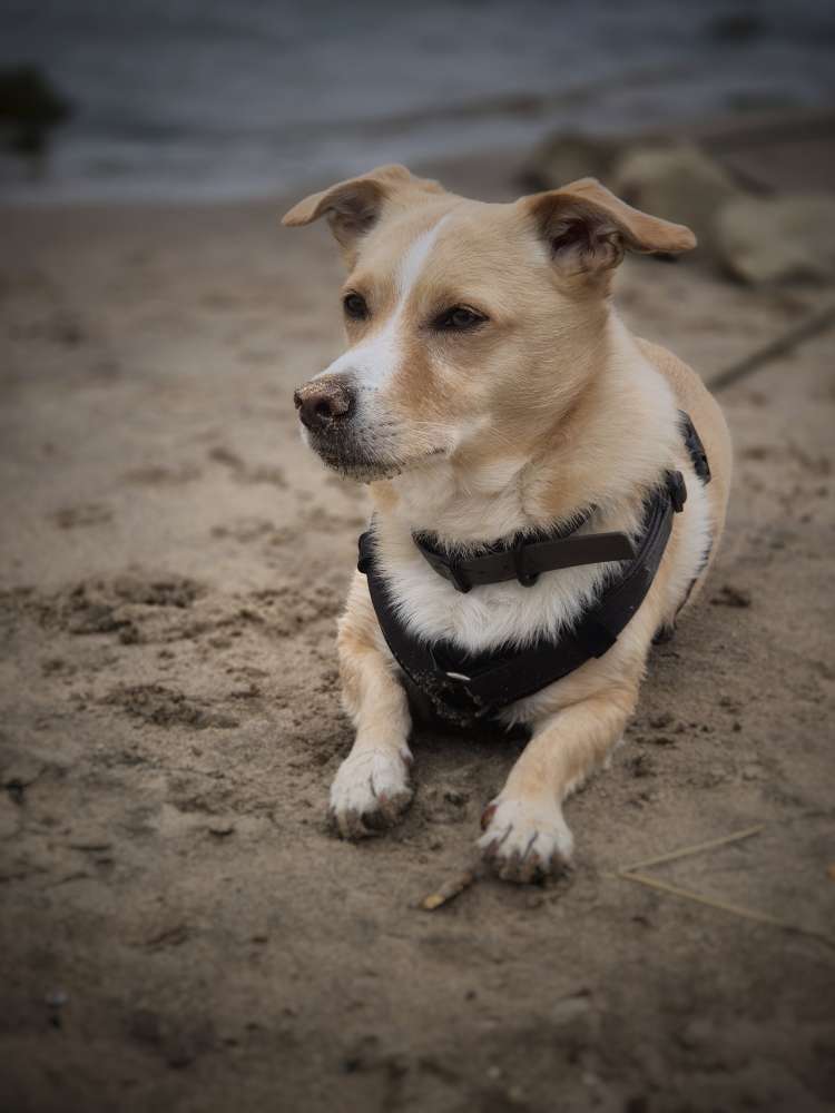 Hundetreffen-Kennenlernen und Spielfreunde gesucht für meinen Buddy 🫶🏼-Profilbild