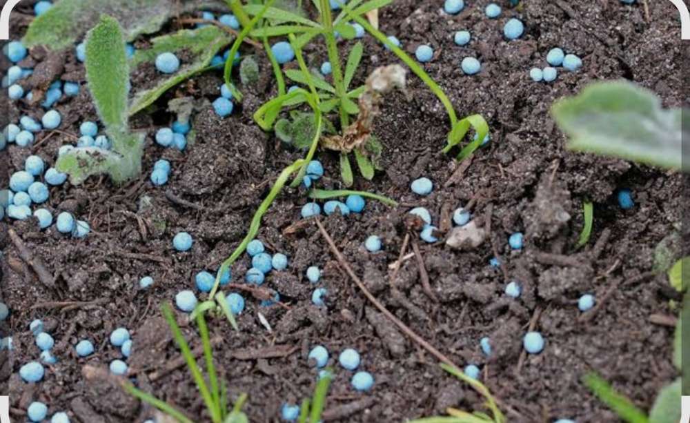 Giftköder-Blaukorn auf Grünflächen und an Bäumen-Profilbild