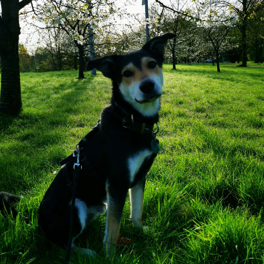 Hundetreffen-Jack🐕‍🦺 würde sich über weibliche🐕‍🦺 Begleitung in seiner Größe freuen 😃-Profilbild