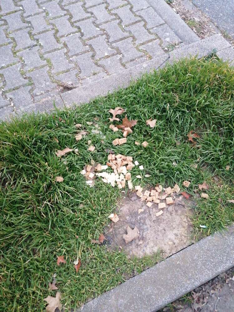 Giftköder-Giftköder-Profilbild