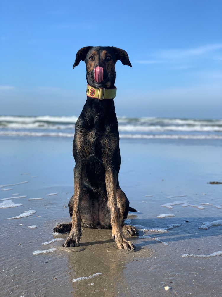 Hundetreffen-Gassi-Geh-Partner gesucht-Profilbild