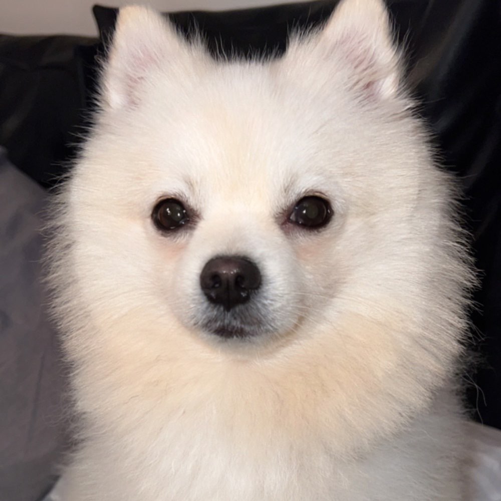 Hundetreffen-Gassi- und Spielfreunde gesucht-Profilbild