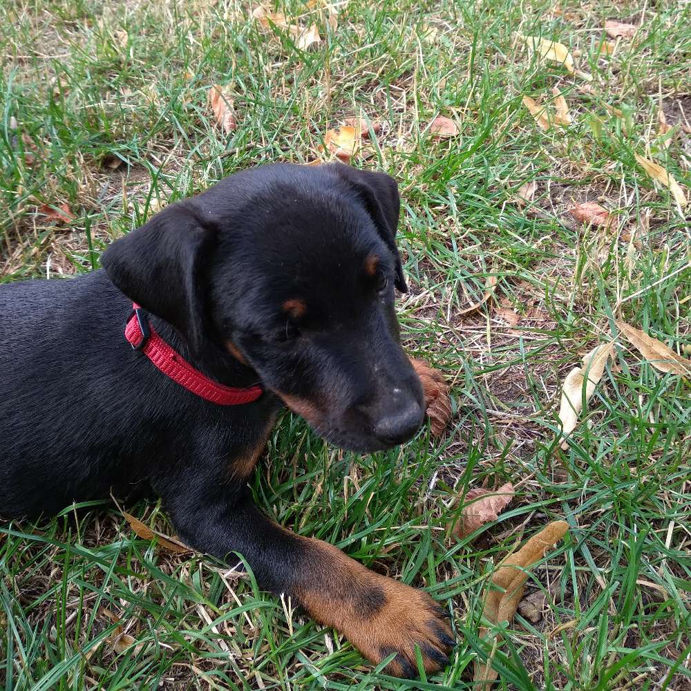 Hundetreffen-Spielrunde an der Elbe-Profilbild