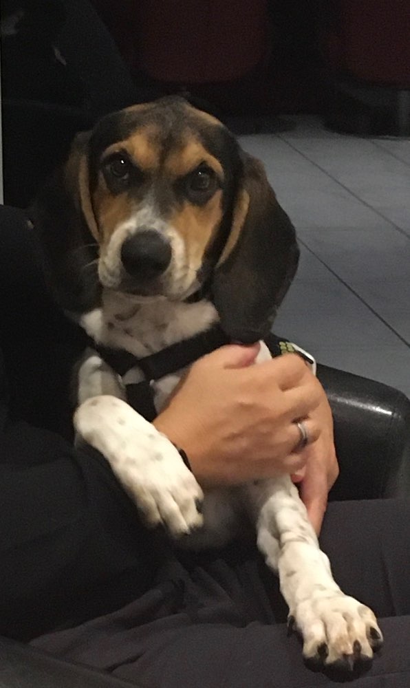 Hundetreffen-Welpe sucht Spielkamerden-Profilbild