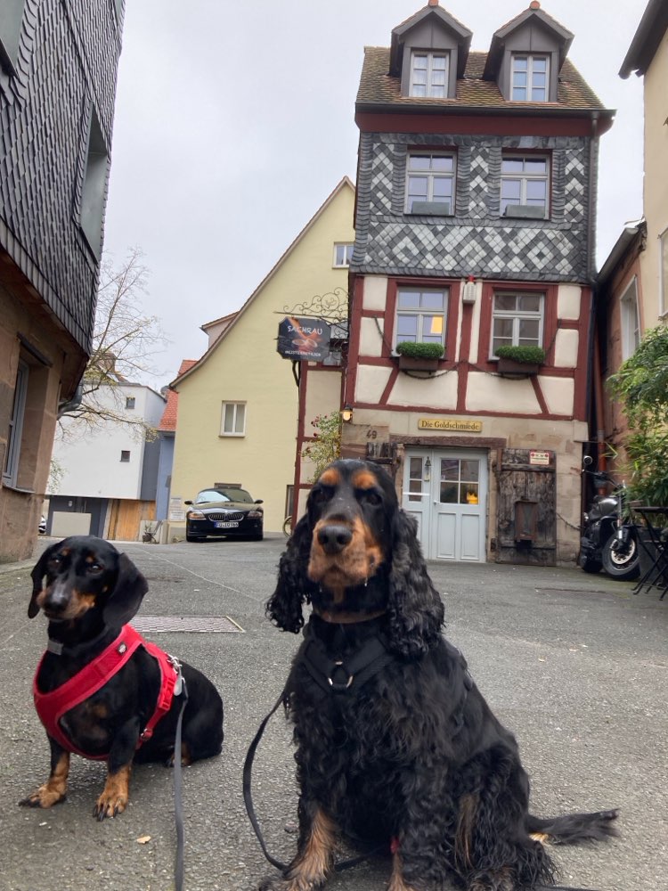 Hundetreffen-Schweinauer Buck-Profilbild