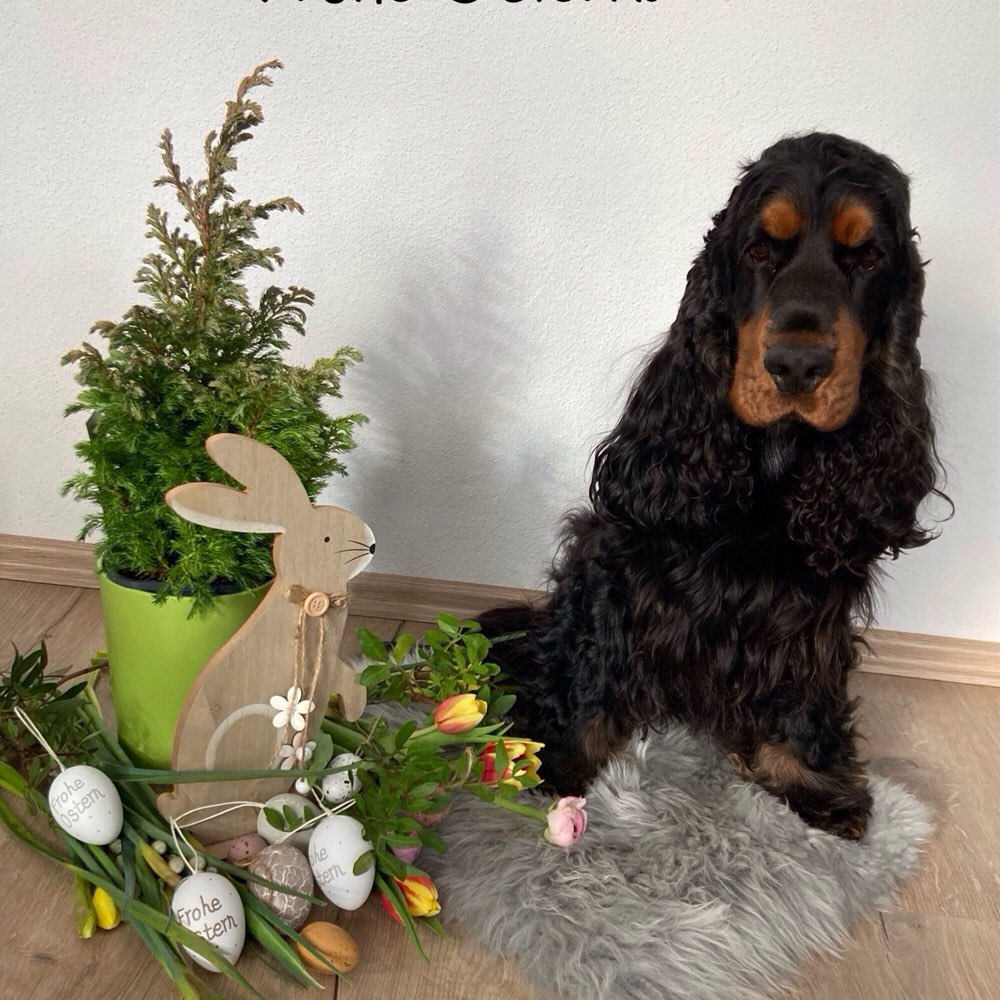 Hundetreffen-Altdorf-Profilbild