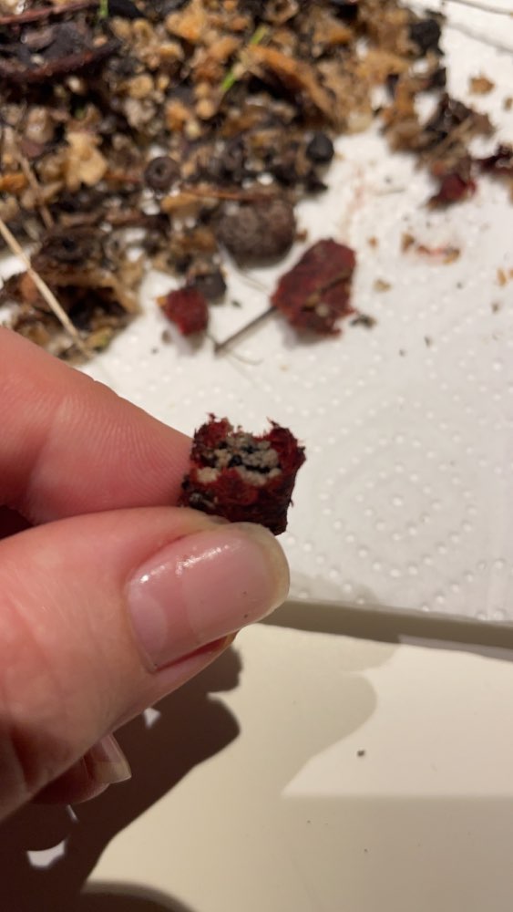 Giftköder-Möglicherweise Nagergift-Profilbild