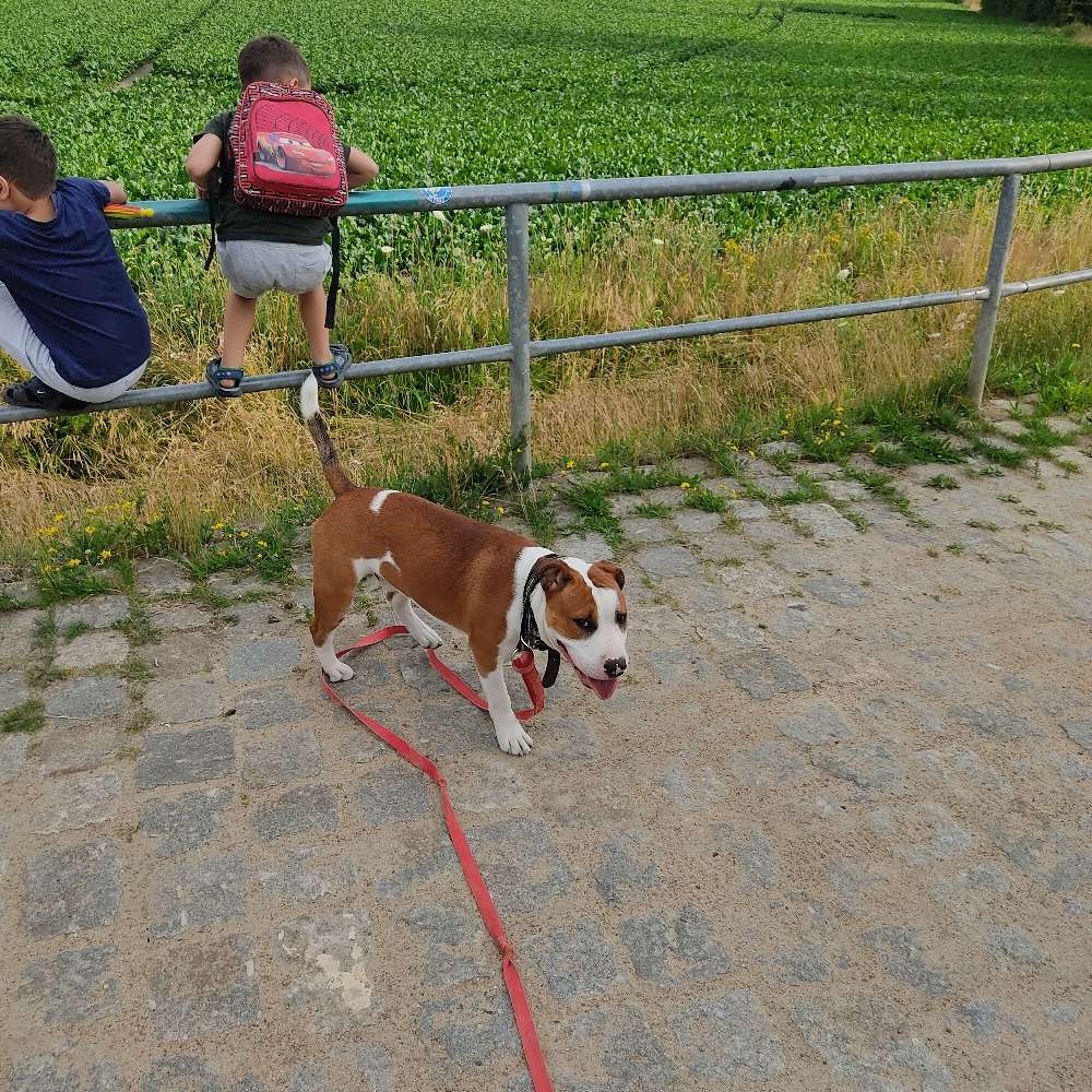 Hundetreffen-Apollo sucht Spielgefährten-Profilbild