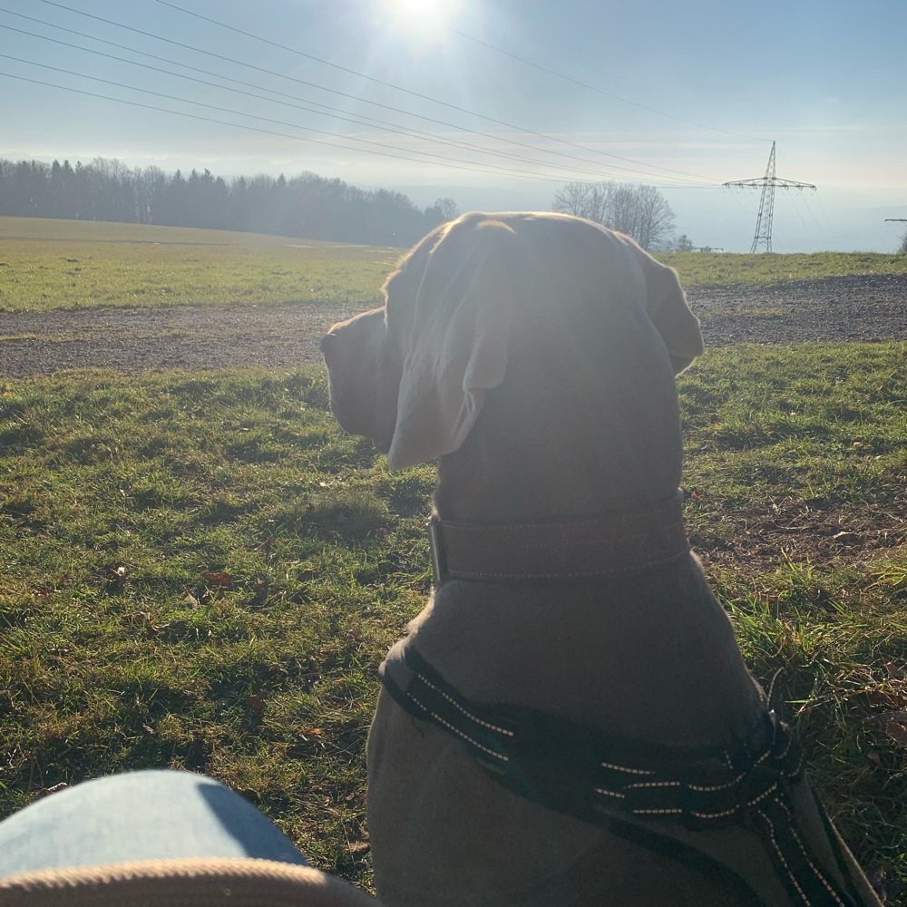 Hundetreffen-Spazieren, spielen und einwenig Training-Profilbild