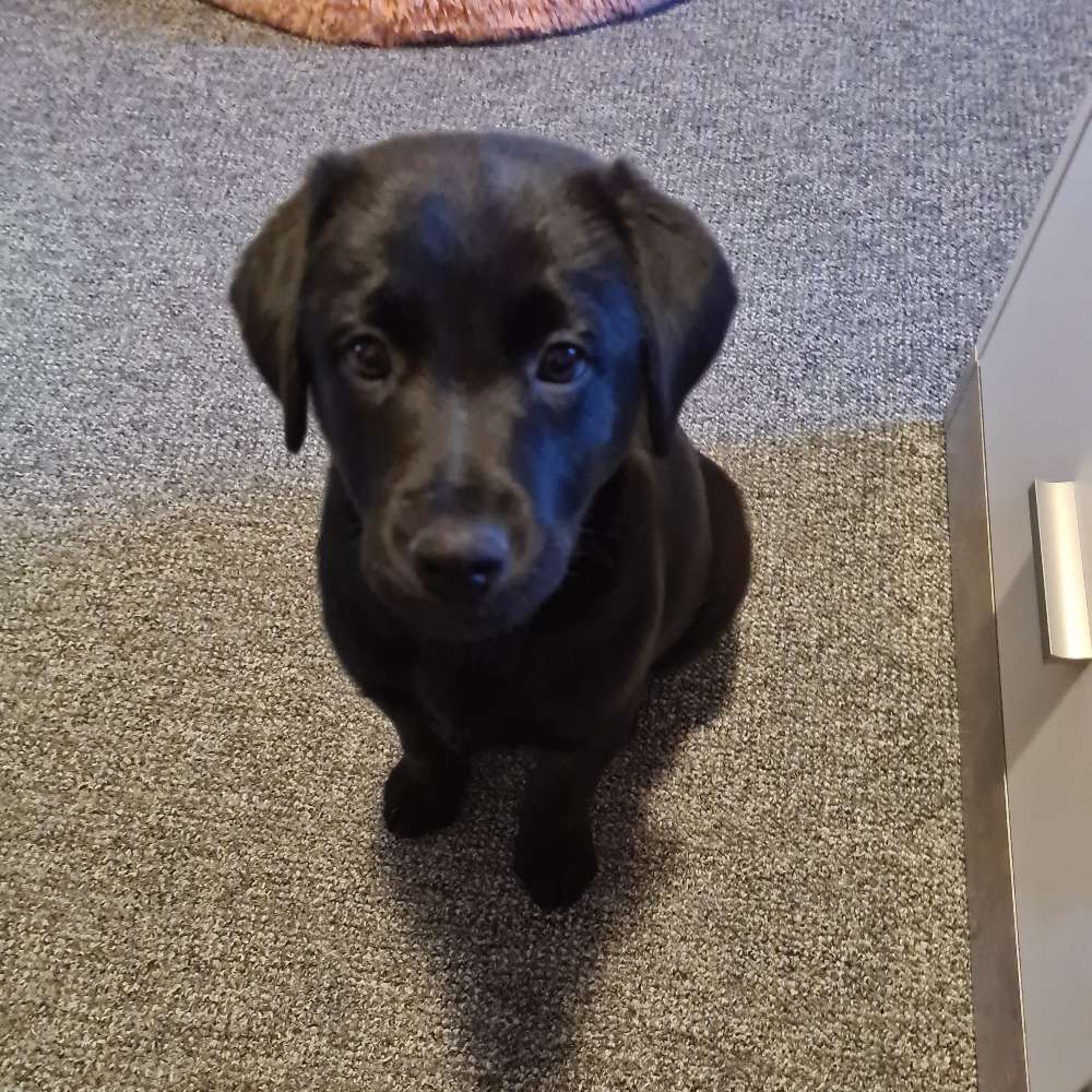 Hundetreffen-Welpentreff im stötteritzer Wäldchen-Profilbild