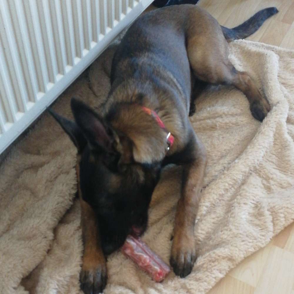 Hundetreffen-Spieltreffen für unsere Vierbeiner-Profilbild