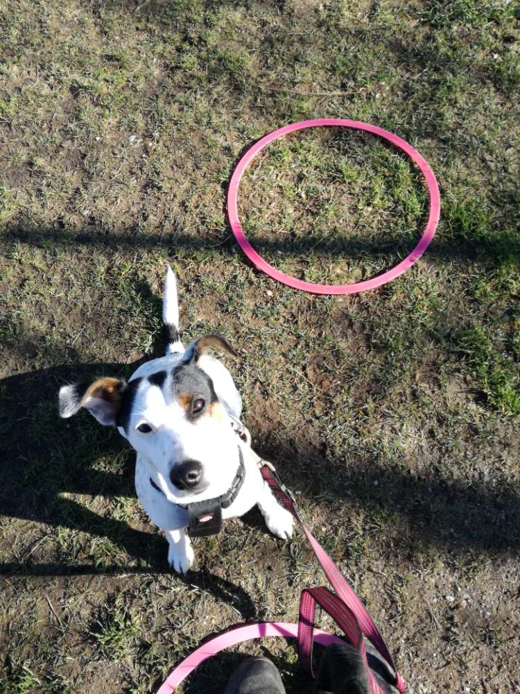 Hundetreffen-Spielen, Spazieren, Trainieren-Profilbild