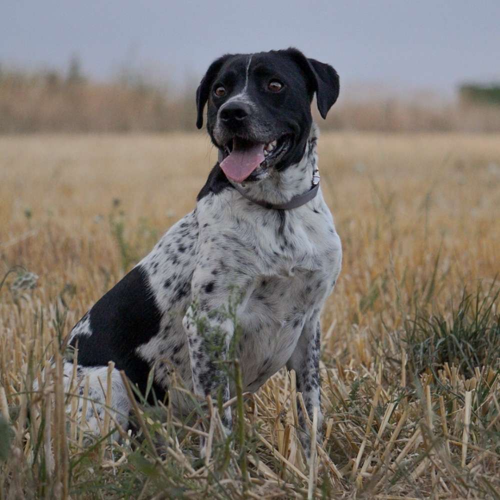 Hundetreffen-Gassi und Spiele Runde-Profilbild