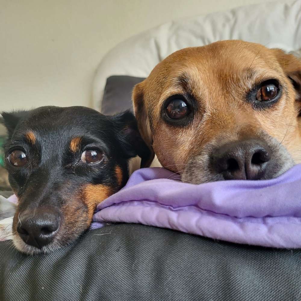 Hundetreffen-Hundesitter gesucht-Profilbild