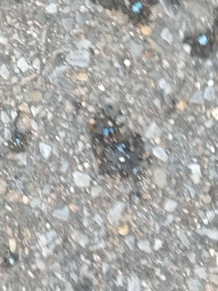 Giftköder-Blaue Körner-Profilbild