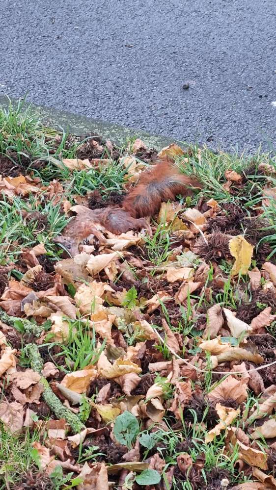 Giftköder-Totes Eichhörnchen-Profilbild