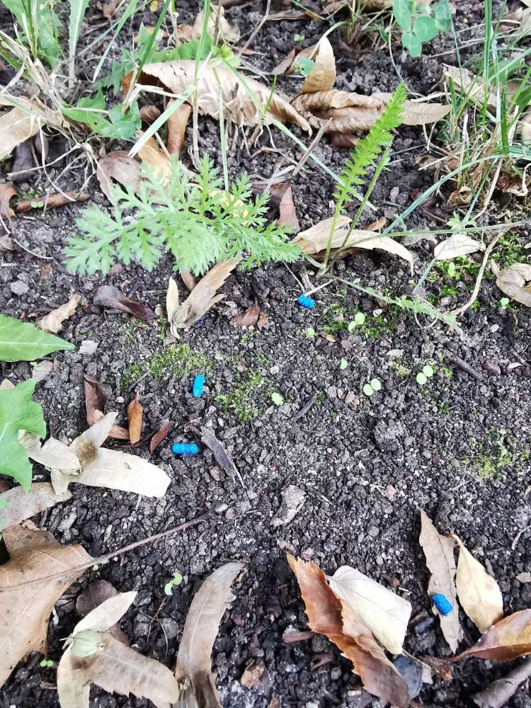 Giftköder-🔷 Vermutlich Rattengift 🔷-Profilbild