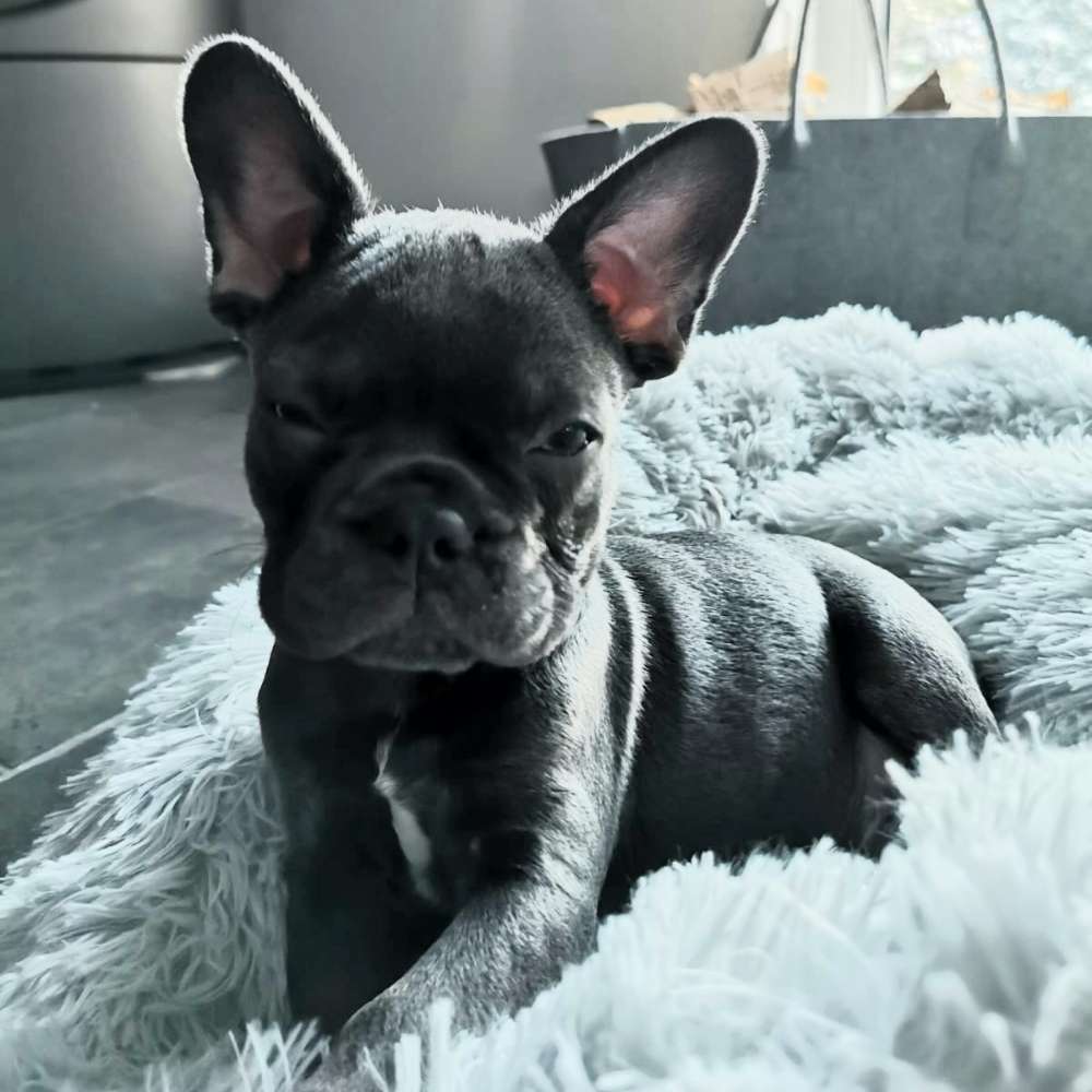 Hundetreffen-Welpentreffen an der Mulde-Profilbild