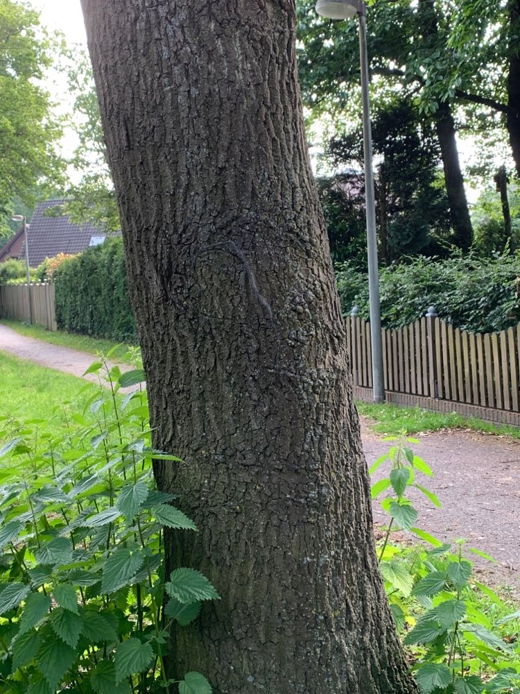 Giftköder-Eichenprozessionsspinner-Profilbild