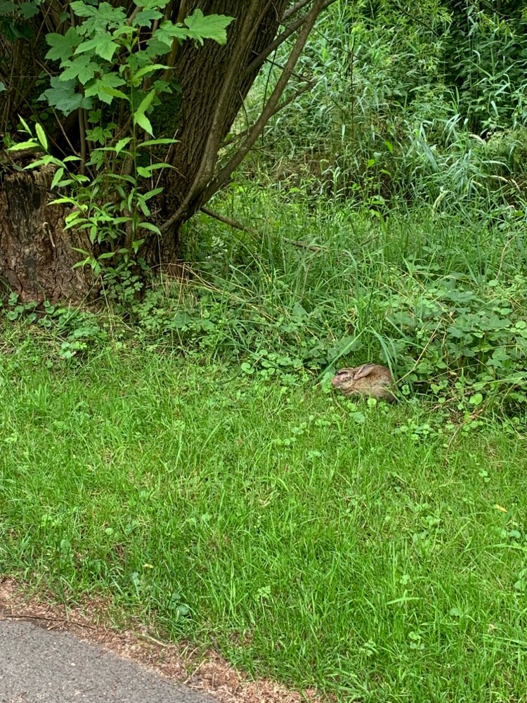 Giftköder-Kranker Hase - Hasenpest?-Profilbild