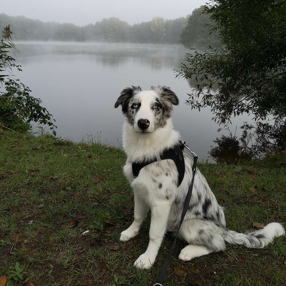 Hundetreffen-Spielfreunde gesucht 🐕-Profilbild