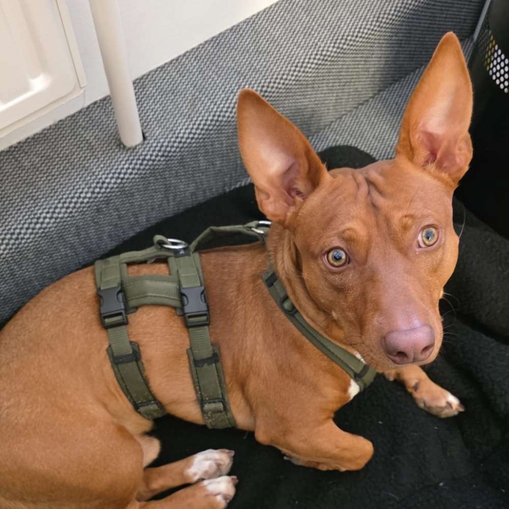 Hundetreffen-Podenco maneto andaluz-Profilbild