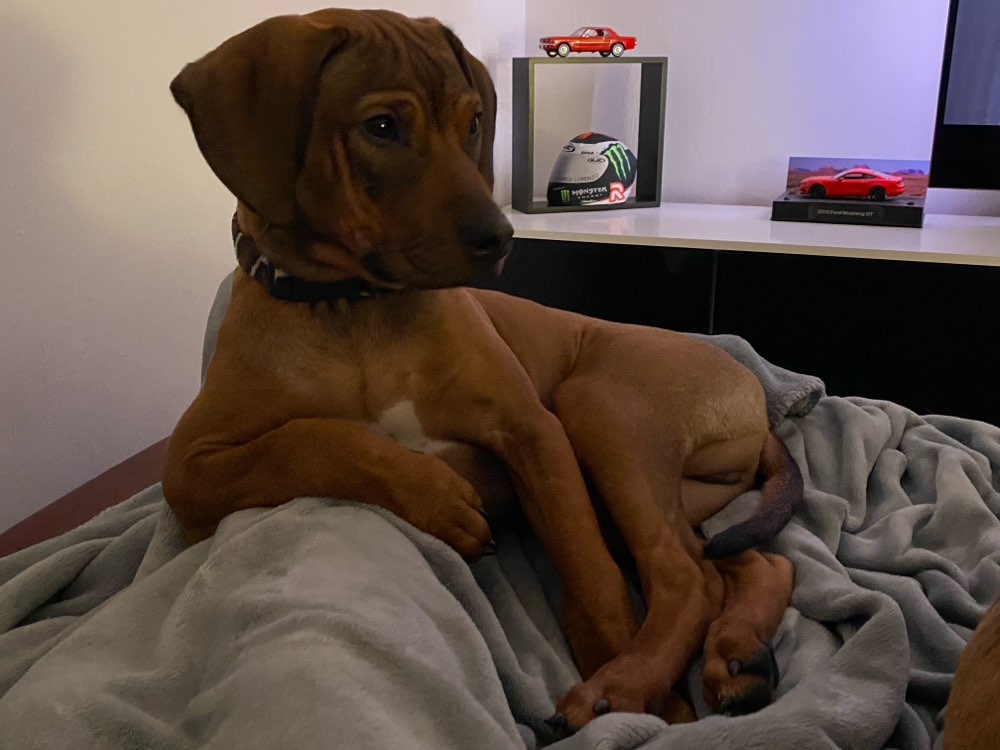 Hundetreffen-Spiefreunde gesucht-Profilbild