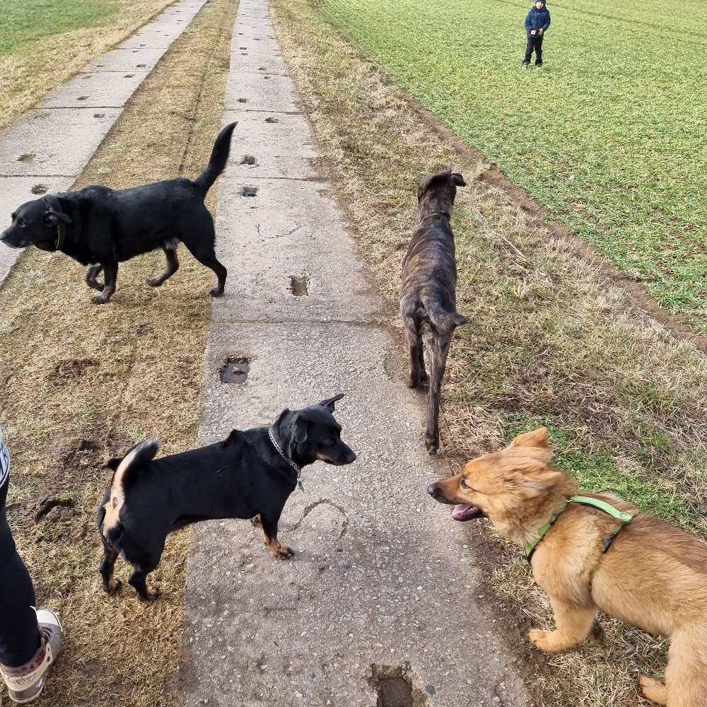 Hundetreffen-Treff Stolpen Karswald oder Sebnitz-Profilbild