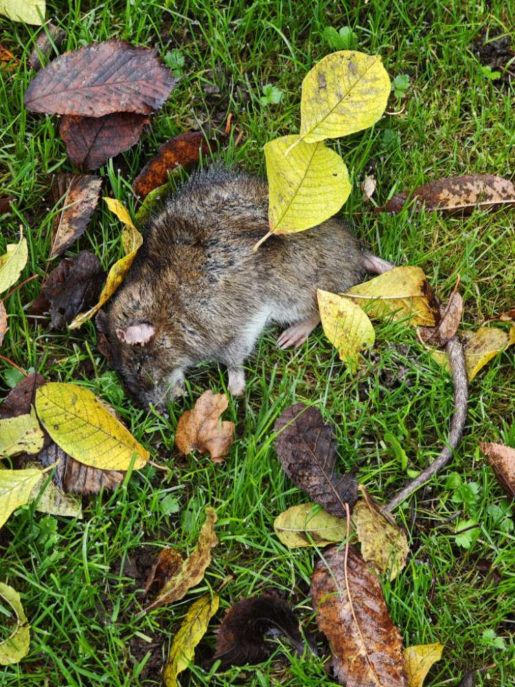 Giftköder-Tote Ratte-Profilbild