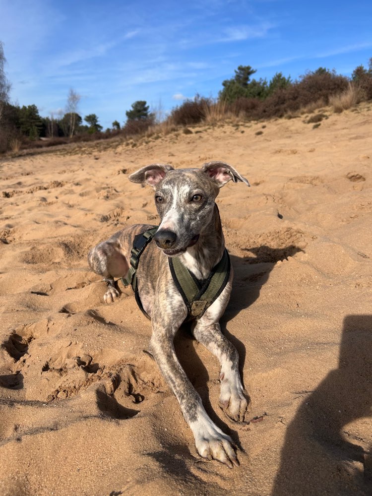 Hundetreffen-Flitzbuddy gesucht 🥰🐶-Profilbild