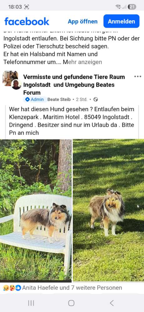 Suchmeldung-Sheltie-Profilbild