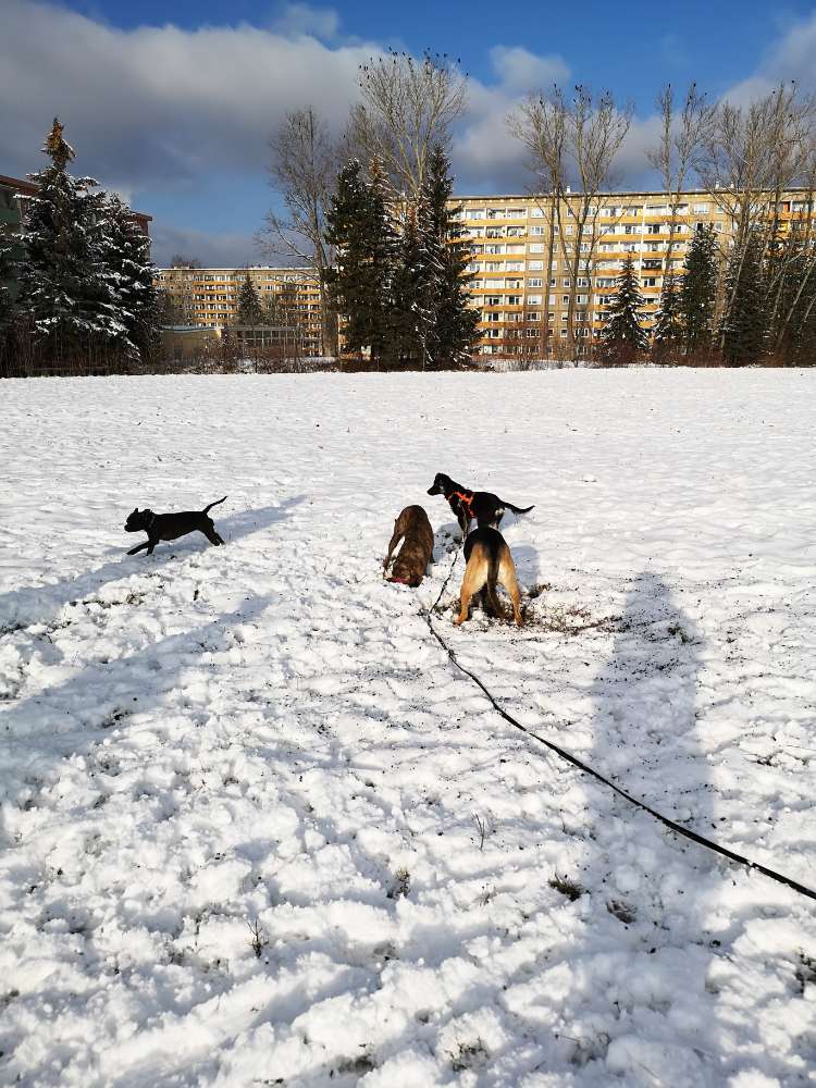 Hundetreffen-Spielrunde Gablenz-Profilbild
