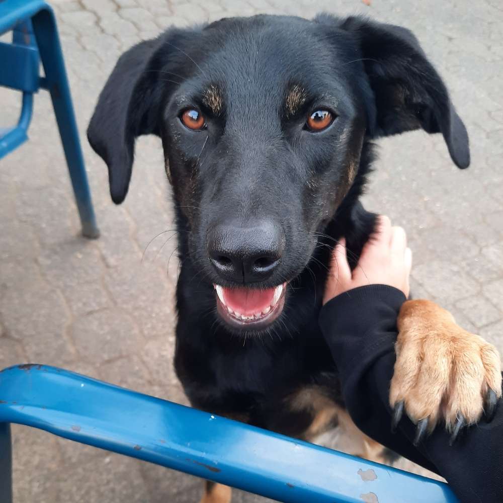 Hundetreffen-Gemeinsames Spazierengehen-Profilbild