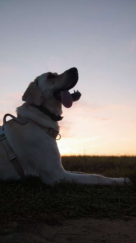 Hundetreffen-Hunde-Runde-Profilbild