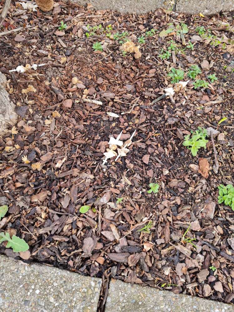 Giftköder-Köder-Profilbild