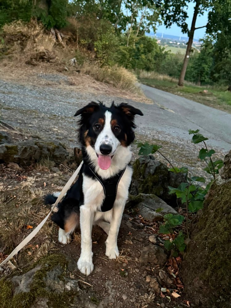 Hundetreffen-Bruno freut sich immer auf neue Spiel Kameraden:)-Profilbild