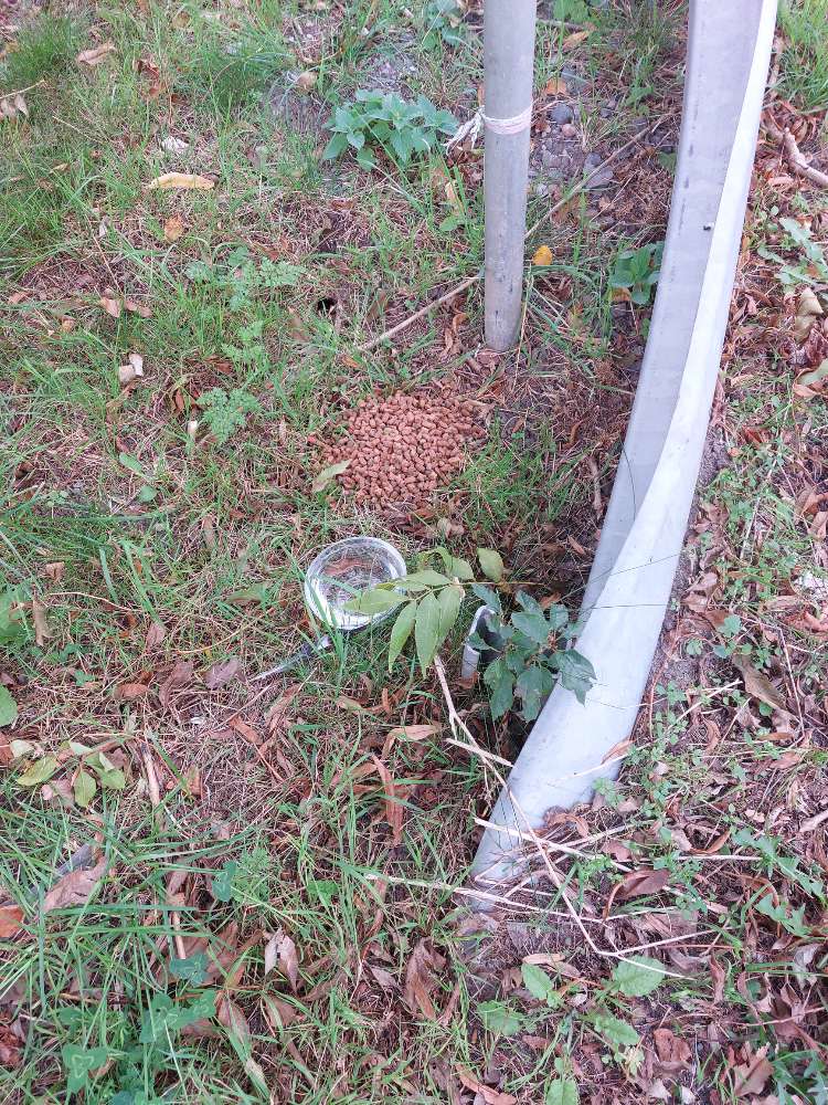 Giftköder-Giftköder-Profilbild