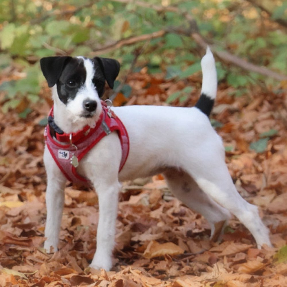 Hundetreffen-Spieltreff Bezirk Mödling-Profilbild