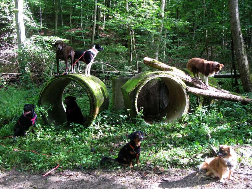 Hundetreffen-Facebook Gassi Gruppe "Sulz geht Gassi"-Profilbild