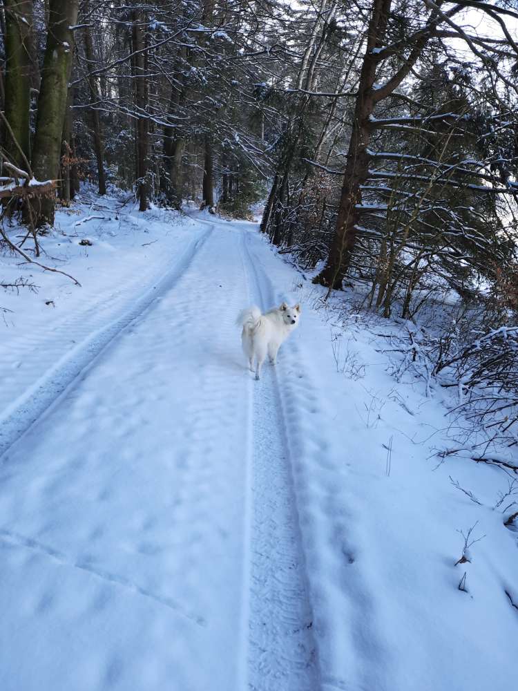 Hundetreffen-Spielfreunde gesucht-Profilbild