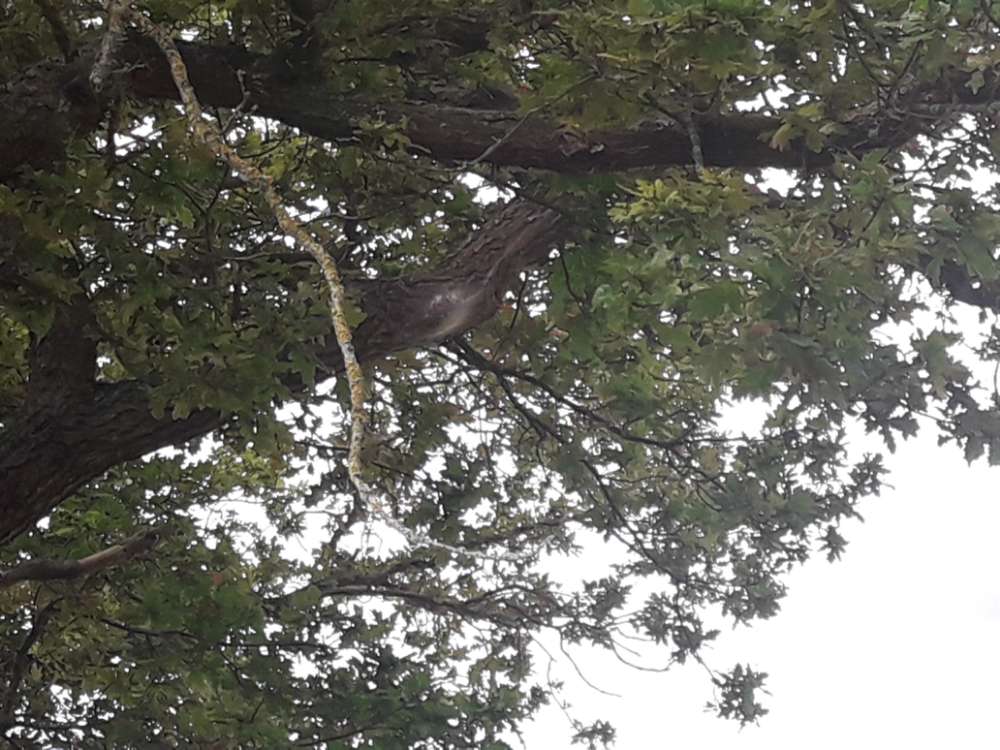 Giftköder-Eichenprozessionspinner-Profilbild