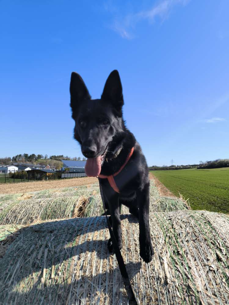 Hundetreffen-Hunde Sozialisierung-Profilbild