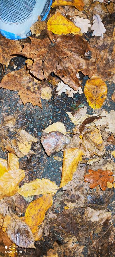 Giftköder-Evtl. Giftköder im Laub versteckt-Profilbild